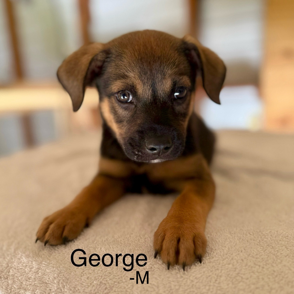 George Liberty