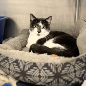 Buster, Adult Male Domestic Short Hair