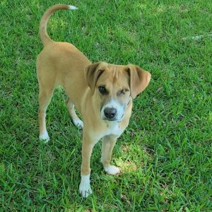 Honey Grace, Young Female Black Mouth Cur