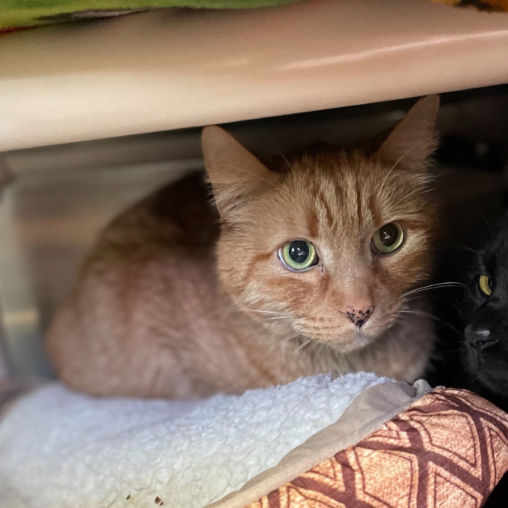 Jonah, an adoptable Domestic Short Hair in Spokane, WA, 99202 | Photo Image 1