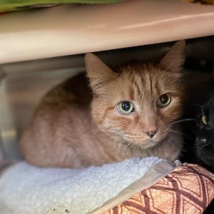 Jonah Domestic Short Hair Cat