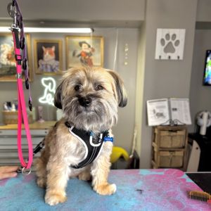 Teddy/Pelusa, Adult Male Lhasa Apso