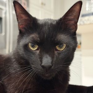 Wyman is an affectionate gentle soul who loves to be near his humans frequentl
