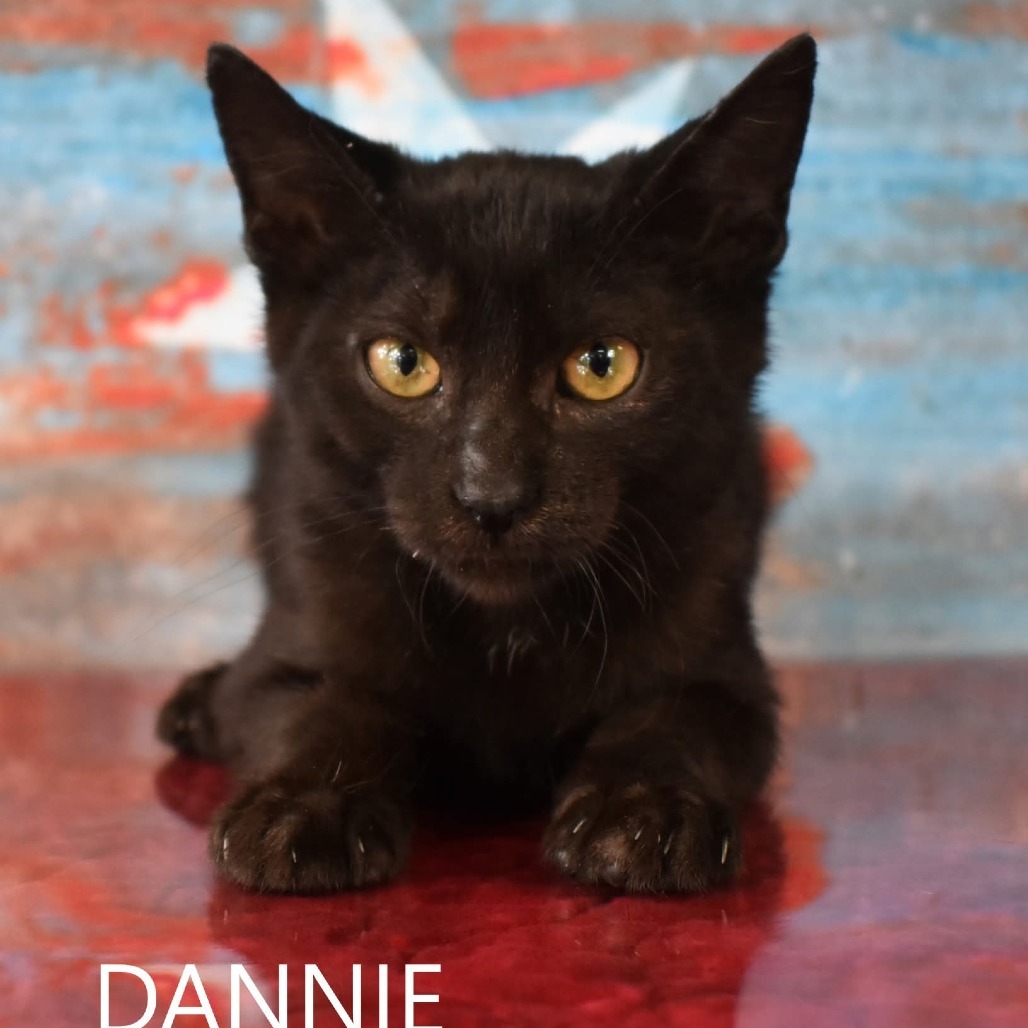 Dannie, an adoptable Domestic Short Hair in Yuma, AZ, 85365 | Photo Image 1