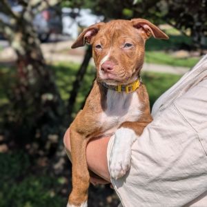 Sarah Jessica Barker 05-1208, Baby Female Vizsla