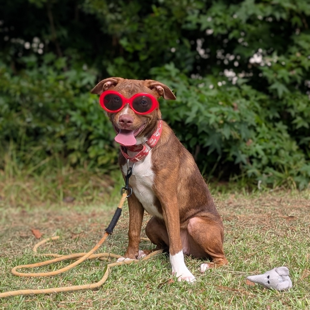 Sarah Jessica Barker 05-1208, an adoptable Vizsla, Pit Bull Terrier in Tyrone, GA, 30290 | Photo Image 1