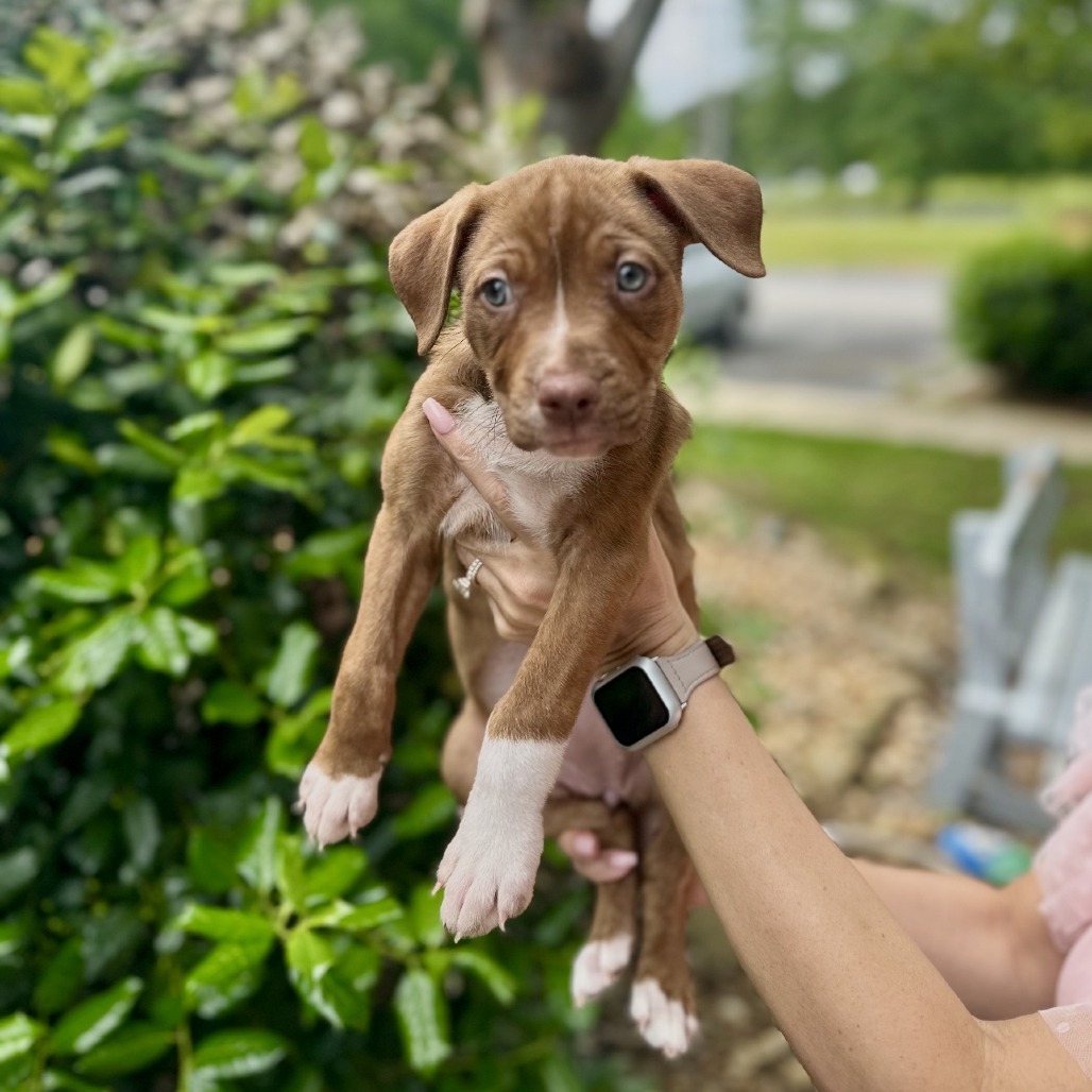 Sarah Jessica Barker 05-1208, an adoptable Vizsla, Pit Bull Terrier in Tyrone, GA, 30290 | Photo Image 2