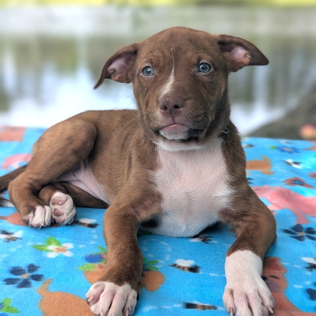 Sarah Jessica Barker 05-1208, an adoptable Vizsla, Pit Bull Terrier in Tyrone, GA, 30290 | Photo Image 3