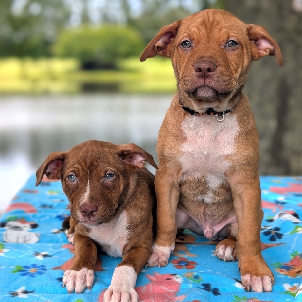 Sarah Jessica Barker 05-1208, an adoptable Vizsla, Pit Bull Terrier in Tyrone, GA, 30290 | Photo Image 4