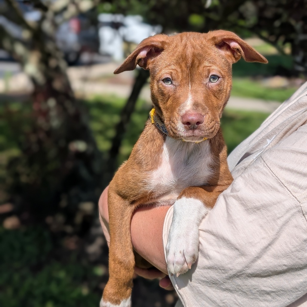 Sarah Jessica Barker 05-1208, an adoptable Vizsla, Pit Bull Terrier in Tyrone, GA, 30290 | Photo Image 5