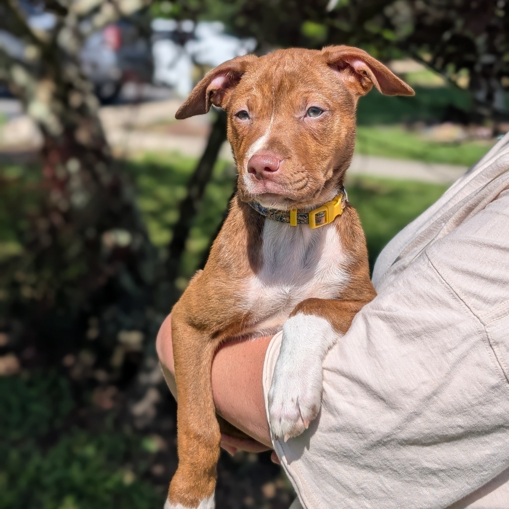 Sarah Jessica Barker 05-1208, an adoptable Vizsla, Pit Bull Terrier in Tyrone, GA, 30290 | Photo Image 6