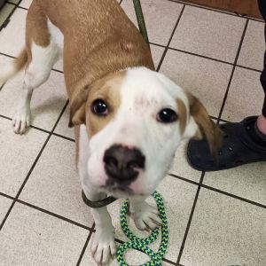 April, Young Female Mixed Breed