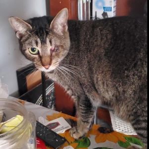 Meet Pirate the one-eyed wonder with a heart full of love This charming brown 