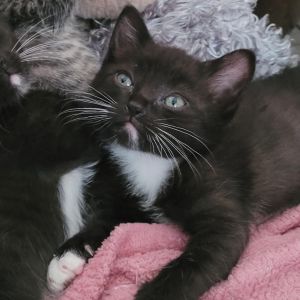 Meet Luna a sweet black and white kitten with a heart full of love and a purr t