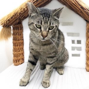 Meet Mankin Age 4 years  Gender Male  Personality Sweet Social  Ready fo