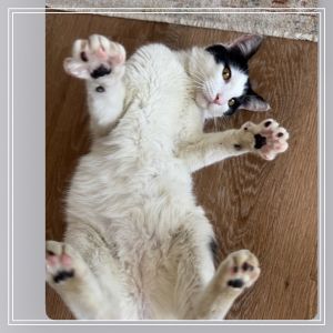 Meet Peanut a charming one-year-old tuxedo cat with a sleek black and white coat and a personality 
