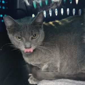 Meet Jason a handsome Russian Blue with a heart as soft as his plush silver coat Just over two and