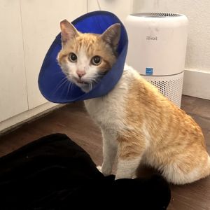 Irish Domestic Short Hair Cat