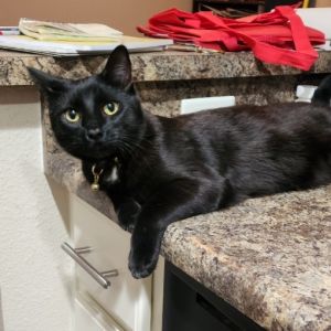 Meet Angel a beautiful one-year-old all-black cat with just a touch of white on