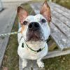 Buddy photo 4