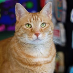 Franklin, Adult Male Domestic Short Hair