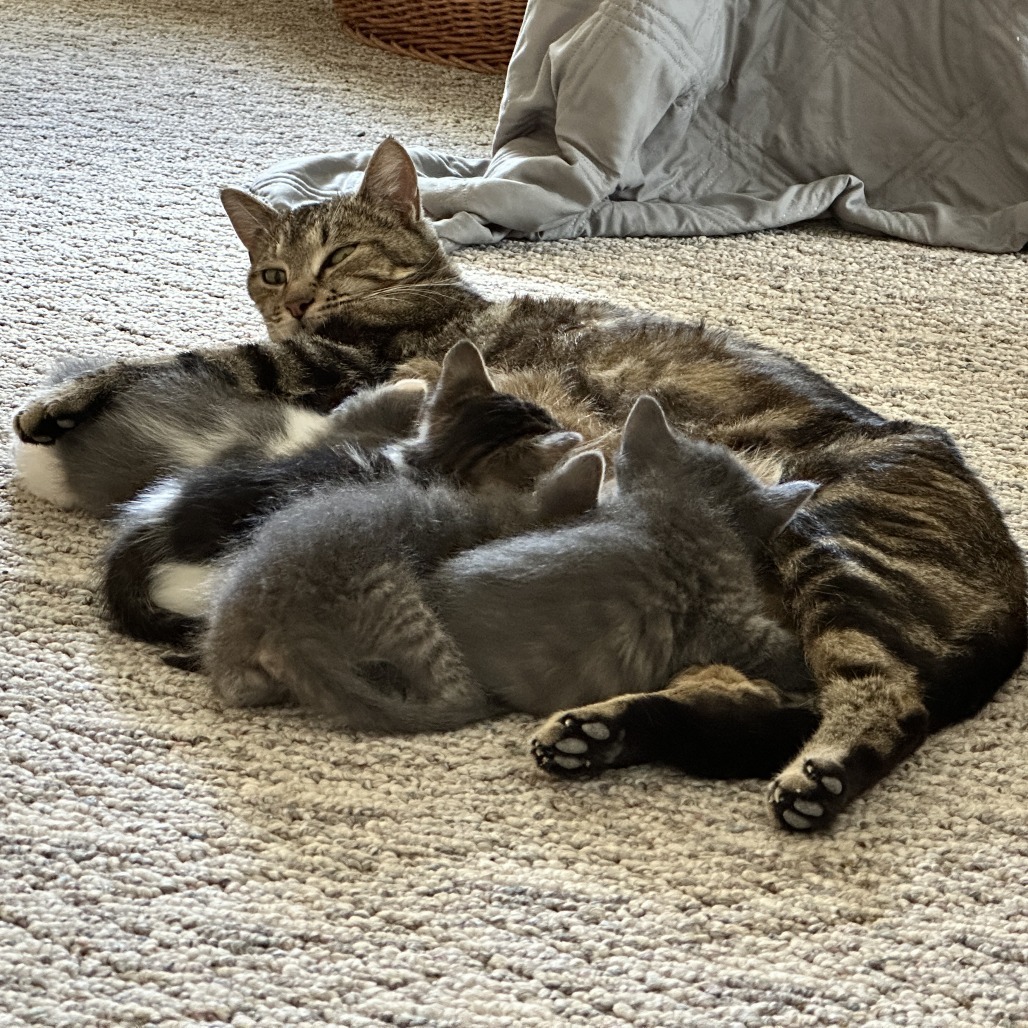 Major Mom