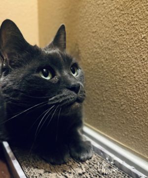 Meet Izzy This sweet senior kitty came to the Mission as an owner surrender when her previous famil