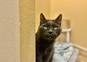 Meet Izzy This sweet senior kitty came to the Mission as an owner surrender when her previous famil