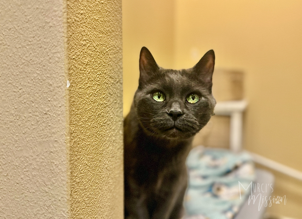 Izzy, an adoptable Russian Blue in Spokane , WA, 99209 | Photo Image 1