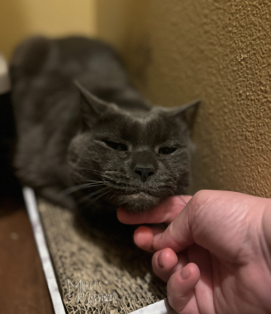Izzy, an adoptable Russian Blue in Spokane , WA, 99209 | Photo Image 2
