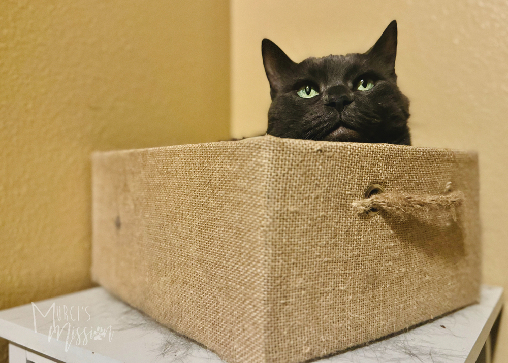 Izzy, an adoptable Russian Blue in Spokane , WA, 99209 | Photo Image 2