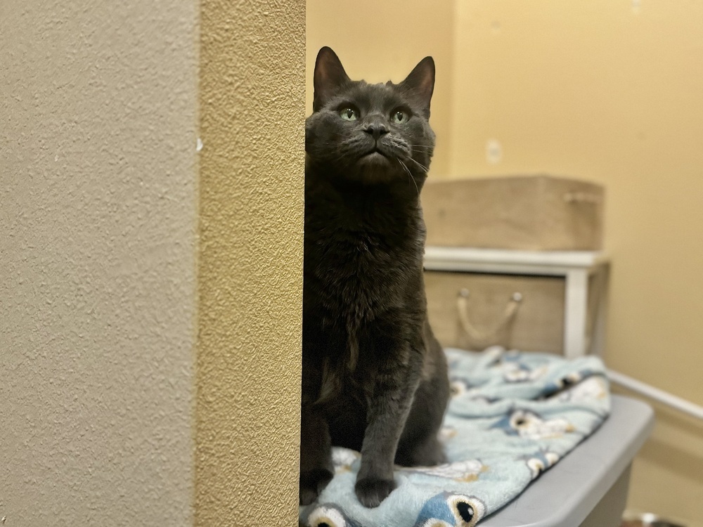 Izzy, an adoptable Russian Blue in Spokane , WA, 99209 | Photo Image 3
