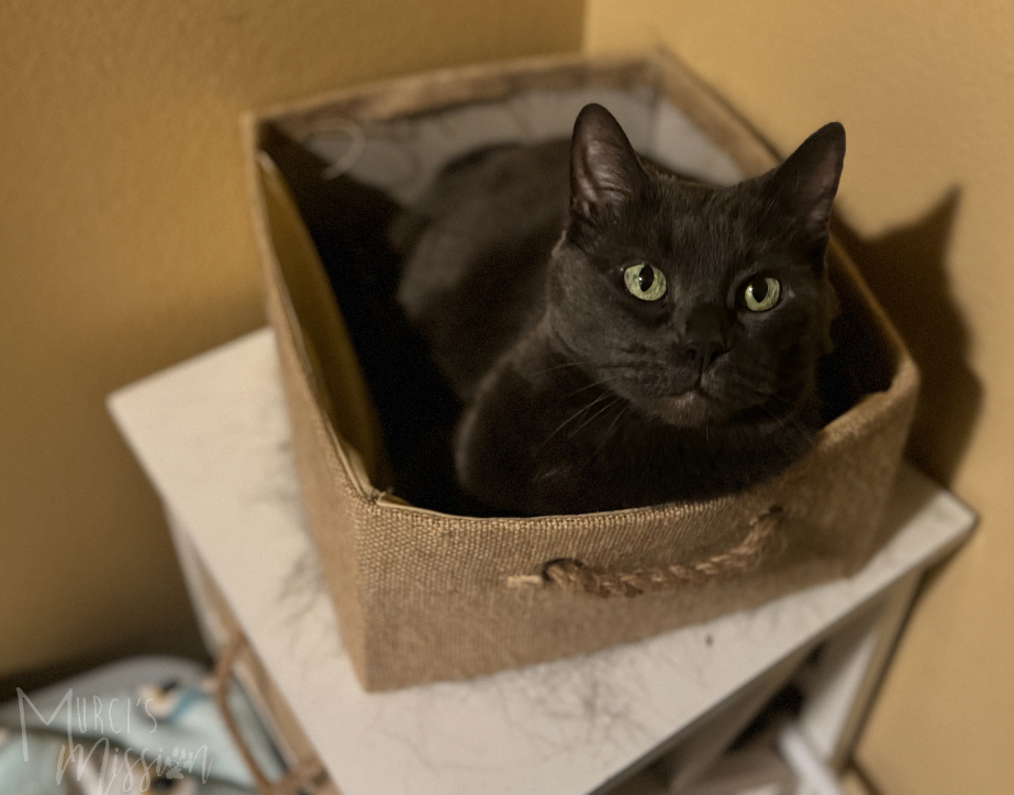 Izzy, an adoptable Russian Blue in Spokane , WA, 99209 | Photo Image 4