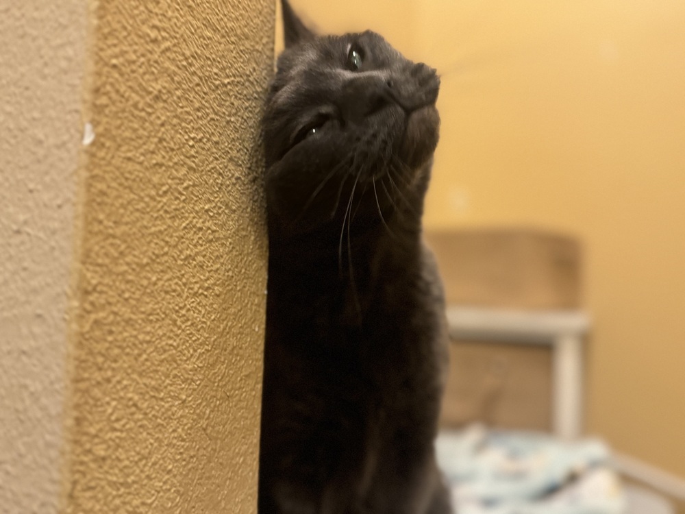 Izzy, an adoptable Russian Blue in Spokane , WA, 99209 | Photo Image 5