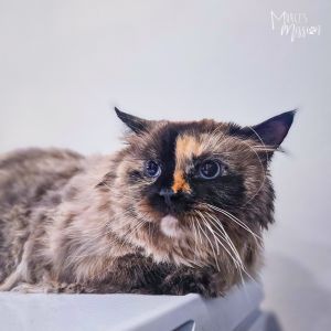 Janus is a beautiful and persnickety Himalayan Manx mixed cat with an estimated birthdate of 05062