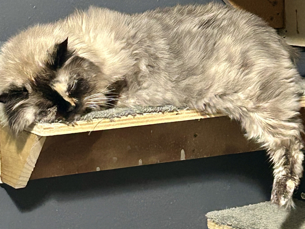 Janus, an adoptable Himalayan, Manx in Spokane , WA, 99209 | Photo Image 2