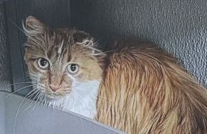 Javy, Adult Female Domestic Long Hair
