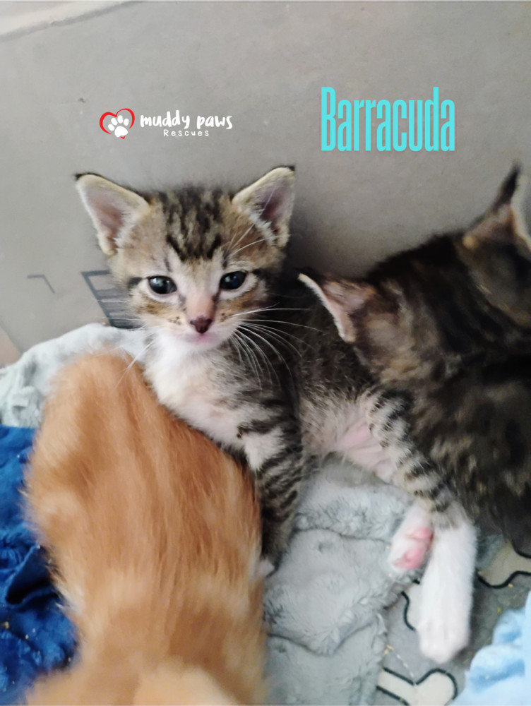 Vintage Cars Litter: Barracuda - Adoption Pending