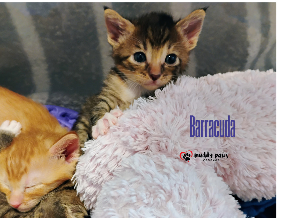 Vintage Cars Litter: Barracuda - Adoption Pending