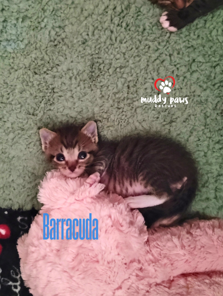 Vintage Cars Litter: Barracuda - Adoption Pending