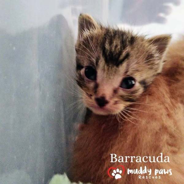 Vintage Cars Litter: Barracuda - Adoption Pending