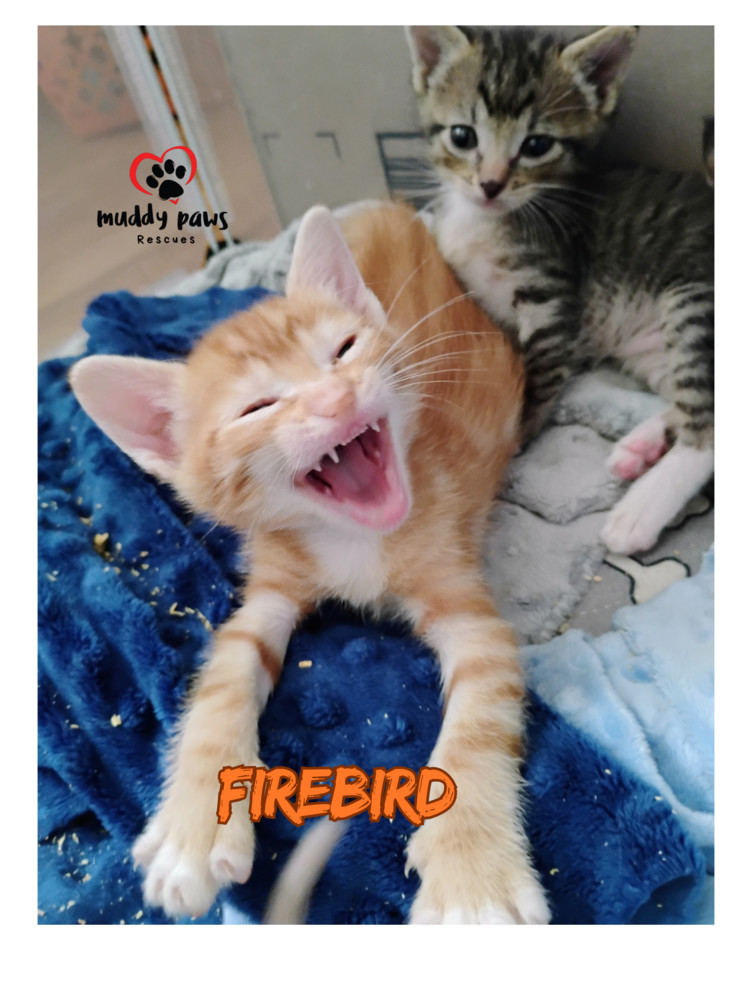 Vintage Cars Litter: Firebird - Adoption Pending