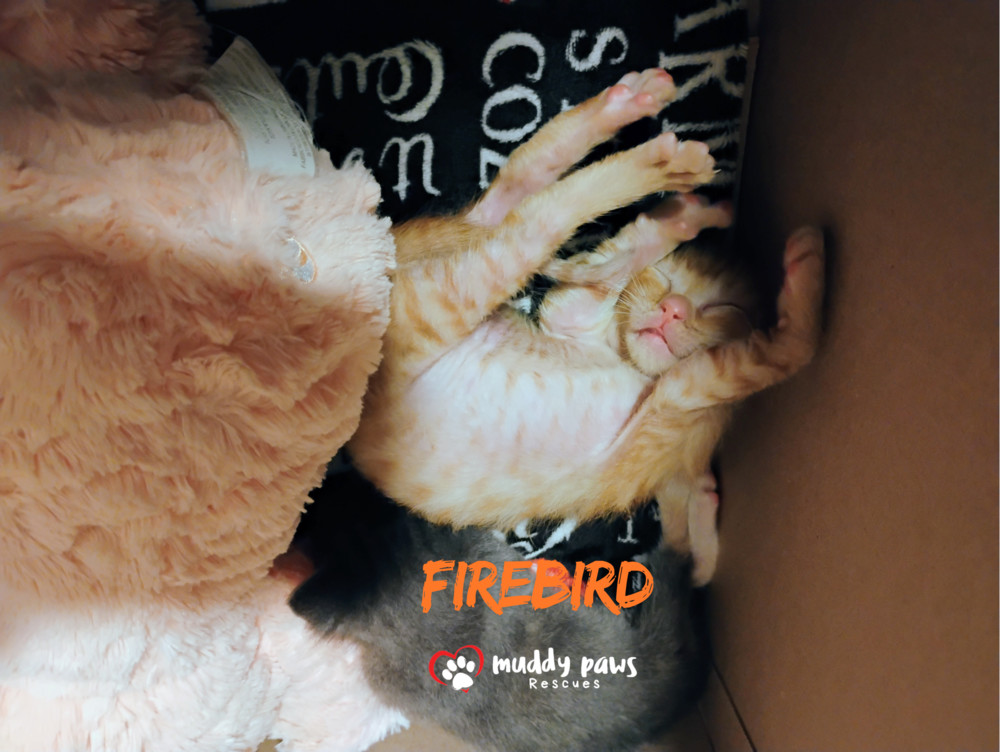 Vintage Cars Litter: Firebird - Adoption Pending