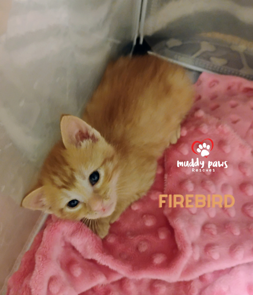 Vintage Cars Litter: Firebird - Adoption Pending