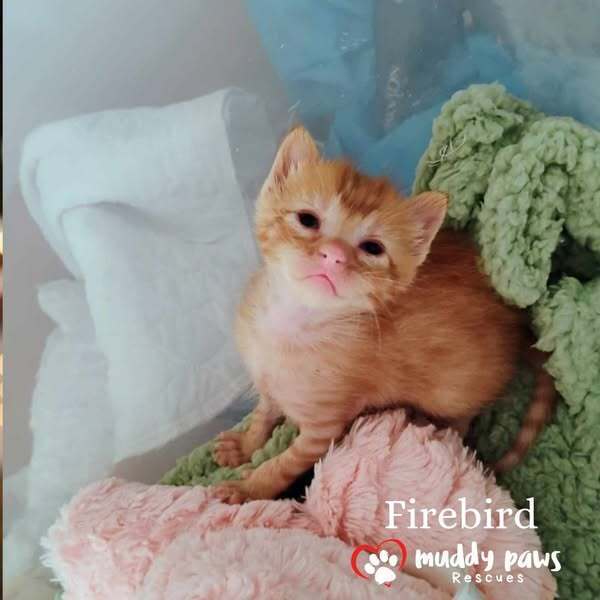 Vintage Cars Litter: Firebird - Adoption Pending