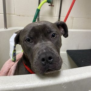 Blue Cheese, Adult Female Pit Bull Terrier