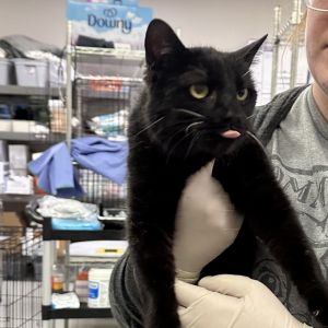 Eula May, Adult Female Domestic Short Hair