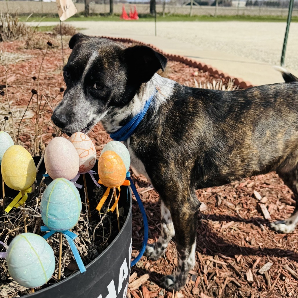 Zoey, an adoptable Australian Cattle Dog / Blue Heeler, Spaniel in Rock Falls, IL, 61071 | Photo Image 1