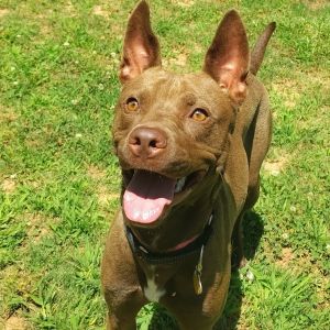 Cocoa, Adult Female Mixed Breed