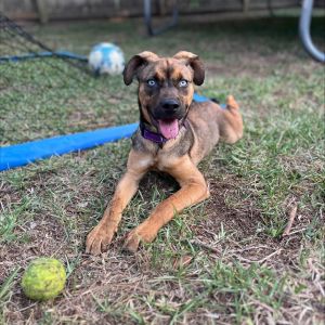 Ella is an active girl who enjoys playing with a ball or squeaky toys Especially if you THROW the b